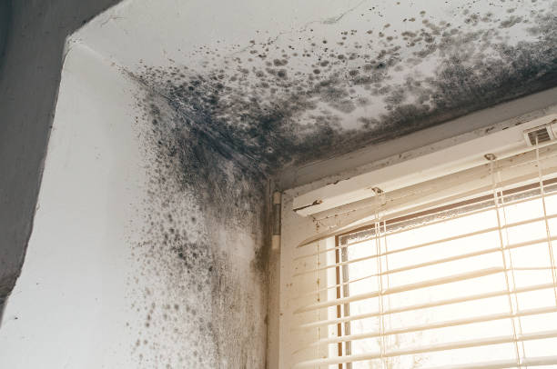 Affordable Bathroom Mold Removal solutions in Allensville, PA